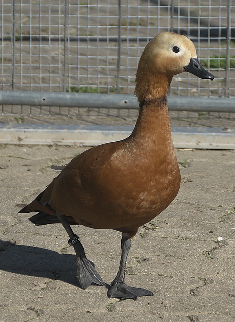洞察力